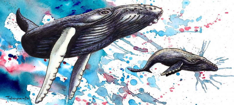 Humpback whales