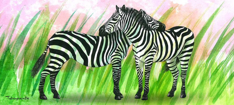 zebras