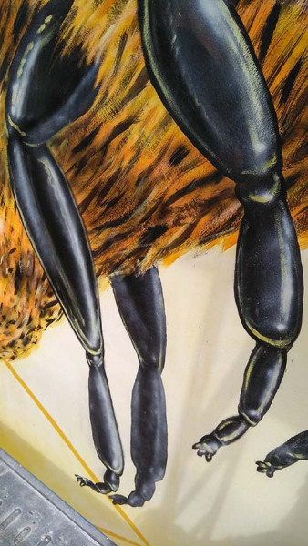 insect legs