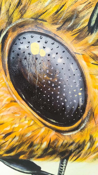 the eye